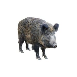 Pig Farming