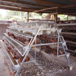 Poultry Cage System –   A type 120 capacity