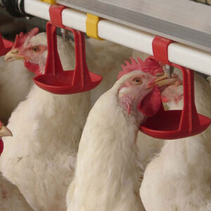 Feeders and drinkers for poultry